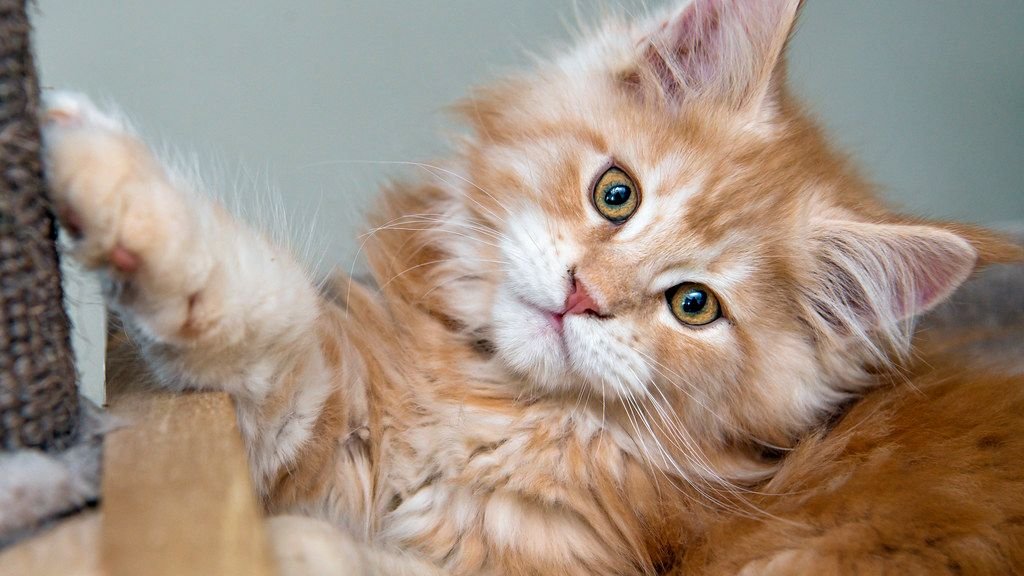 Understanding Your Cat's Stare: It's a Window into Their World