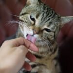 The Gentle Groomers: How Cats Show Affection Through Their Licks
