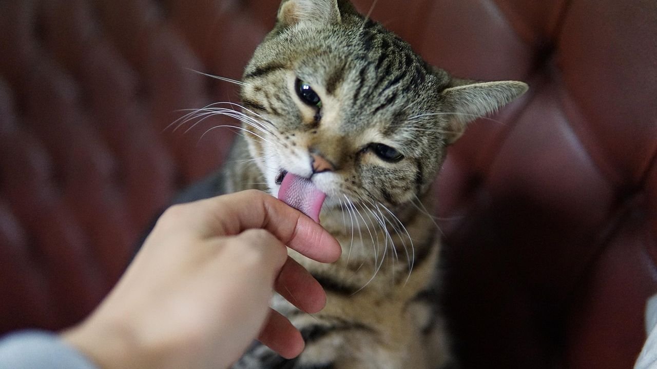 The Gentle Groomers: How Cats Show Affection Through Their Licks