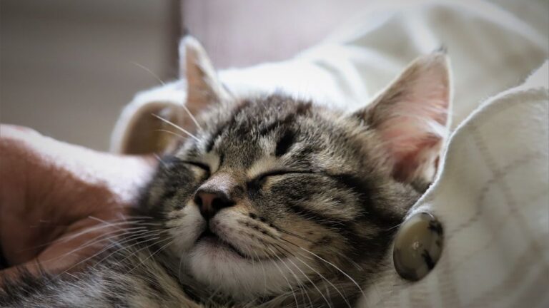 The Art of the Catnap: How Feline Sleep Patterns Benefit Their Health