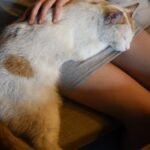7 Surprising Reasons Your Cat Chooses Your Lap Over Their Own Bed