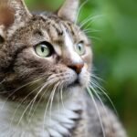 7 Ways Your Cat's Instincts Are Sharper Than You Think (and How to Spot Them)
