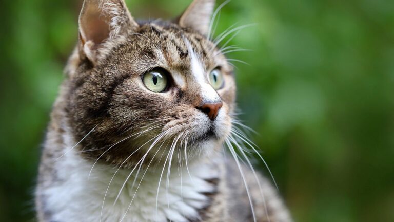 7 Ways Your Cat's Instincts Are Sharper Than You Think (and How to Spot Them)