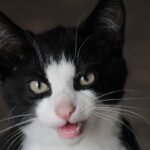 8 Little-Known Meanings Behind Your Cat's Unique Chirps and Trills