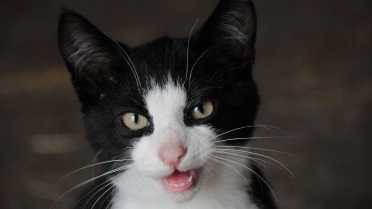 8 Little-Known Meanings Behind Your Cat's Unique Chirps and Trills