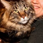 10 Cat Breeds Known for Their Unwavering Loyalty and Affection