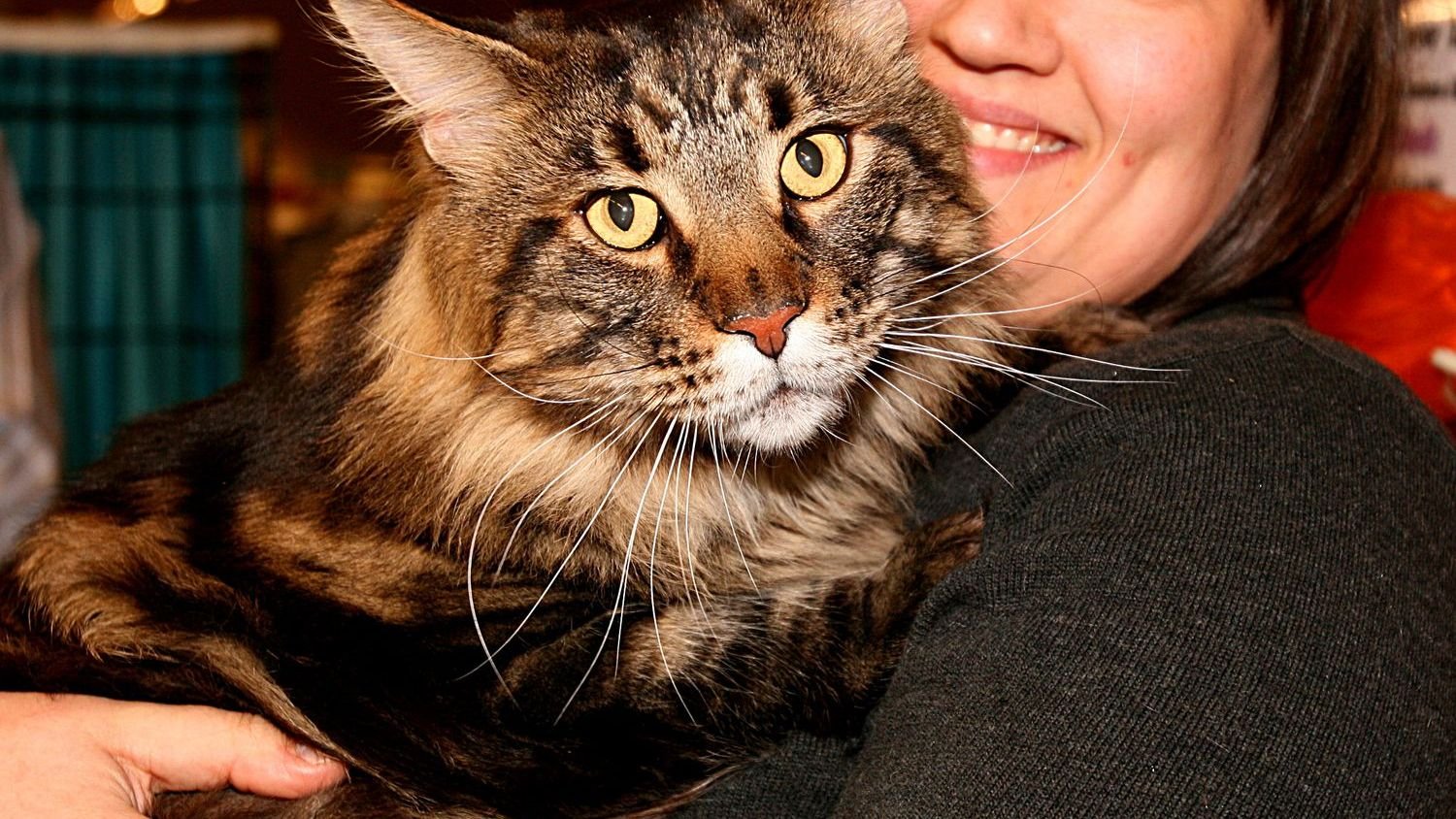 10 Cat Breeds Known for Their Unwavering Loyalty and Affection