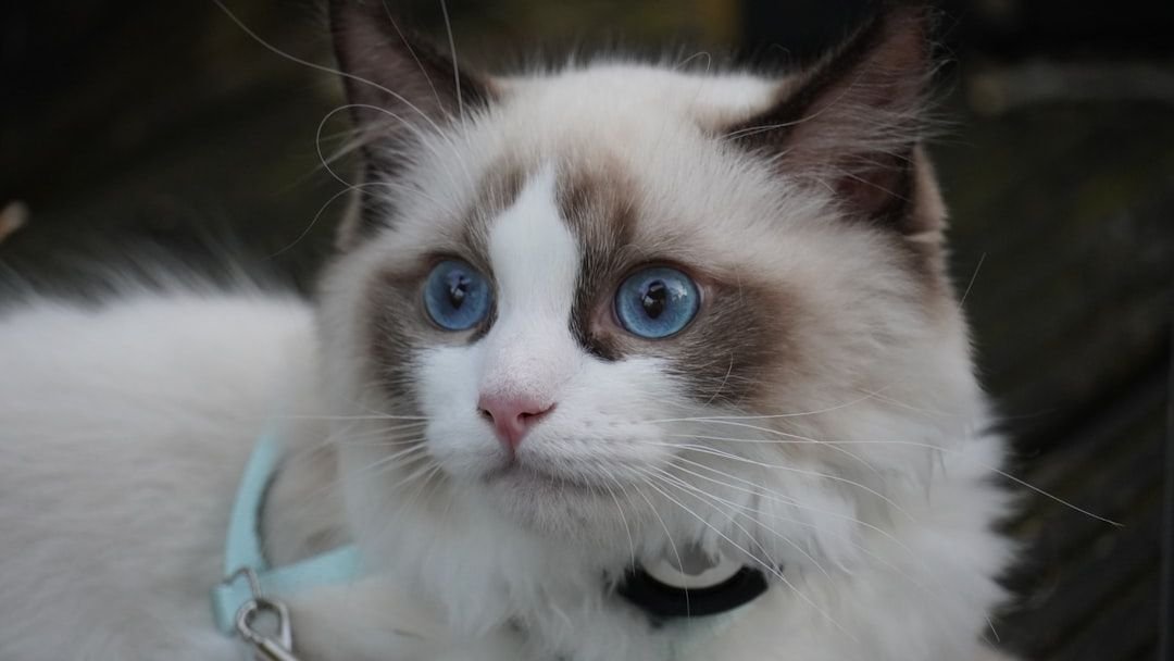 Why Ragdolls Are the Ultimate Cats for Cuddlers and Calm Souls
