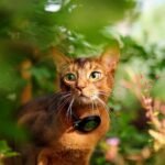 7 Abyssinian Behaviors That Keep Life Interesting
