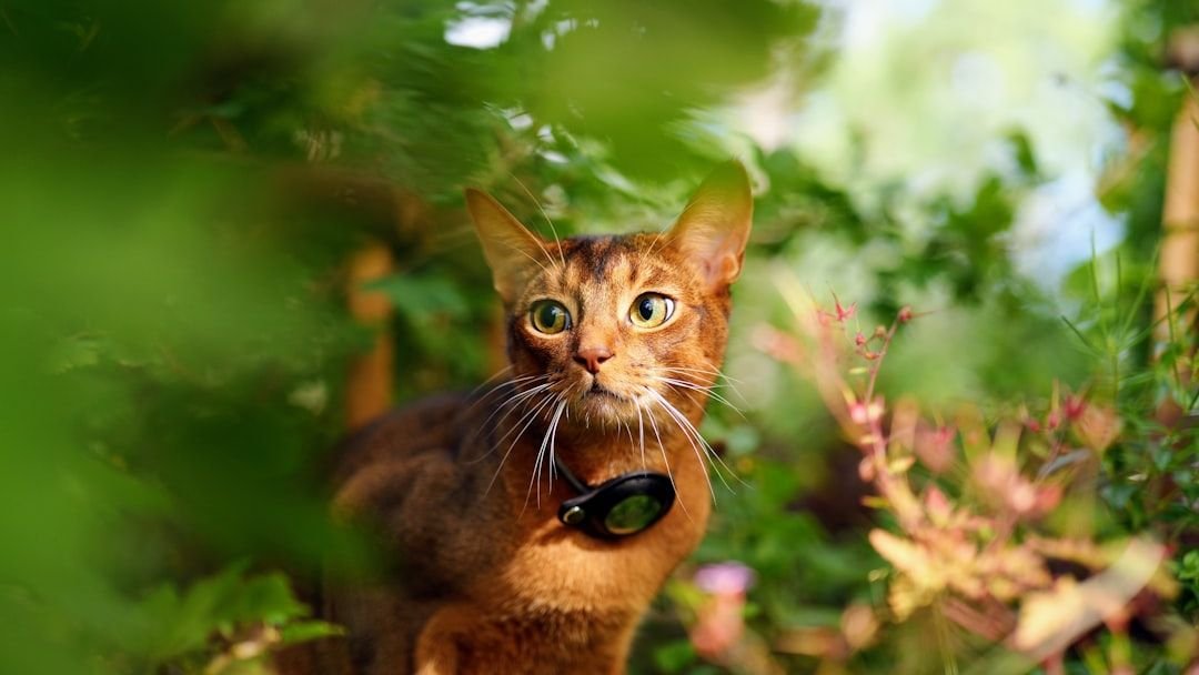7 Abyssinian Behaviors That Keep Life Interesting