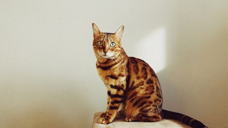 12 Unique Cat Breeds with Personalities as Bold as Their Stripes