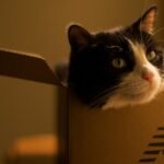 10 Quirky Cat Habits Only True Cat Owners Truly Understand