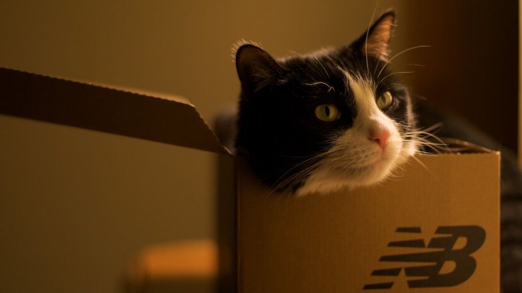 10 Quirky Cat Habits Only True Cat Owners Truly Understand