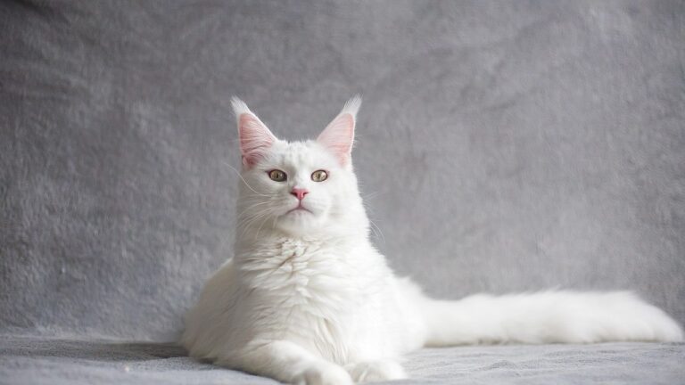 The Majestic Maine Coon: Unveiling the Gentle Giant of the Cat World