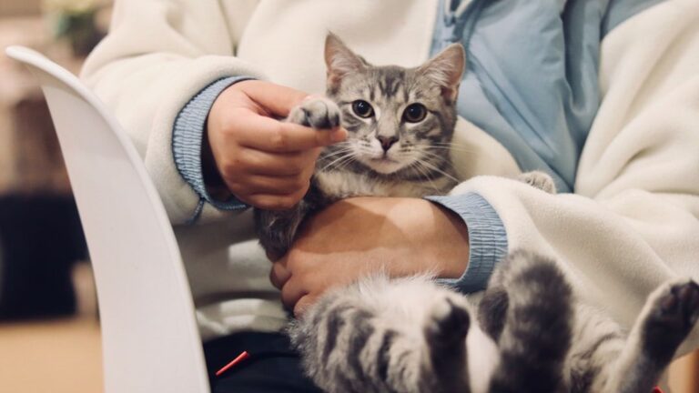 7 Remarkable Ways Your Cat Shows You're Their Chosen Human
