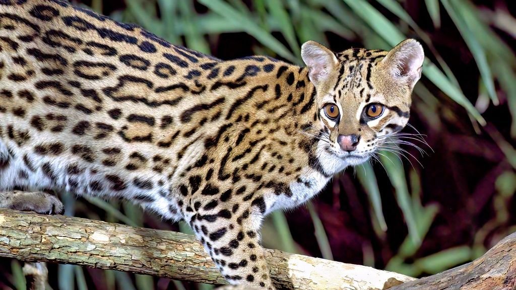 The Ocelot's Tale: A Glimpse into the Wild Cats of the Americas
