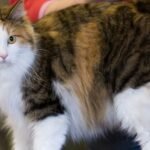 11 Lesser-Known Cat Breeds That Deserve a Spot in Your Heart