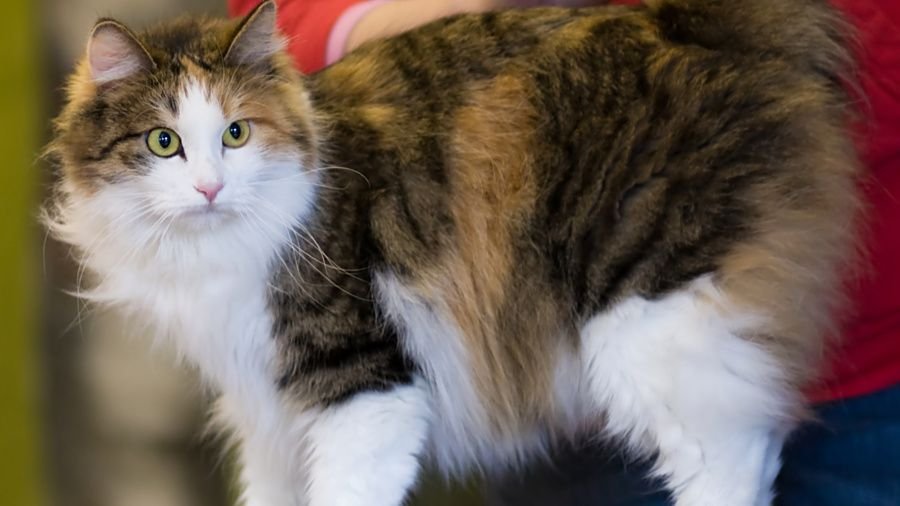 11 Lesser-Known Cat Breeds That Deserve a Spot in Your Heart