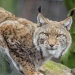 The Bobcat's Secret Life: Understanding North America's Elusive Hunter