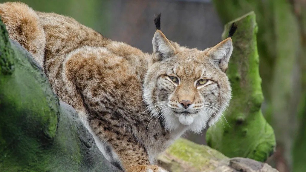The Bobcat's Secret Life: Understanding North America's Elusive Hunter