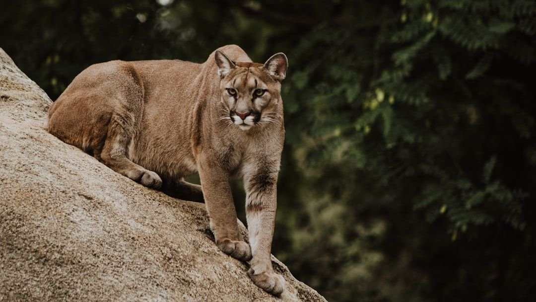 The Mountain Lion's Domain: Conservation Challenges for US Apex Predators