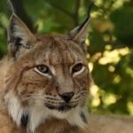 The Lynx's Whisper: A Deep Dive into the Secretive Lives of Wild Felines