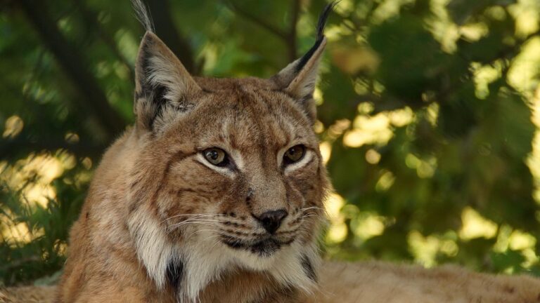 The Lynx's Whisper: A Deep Dive into the Secretive Lives of Wild Felines