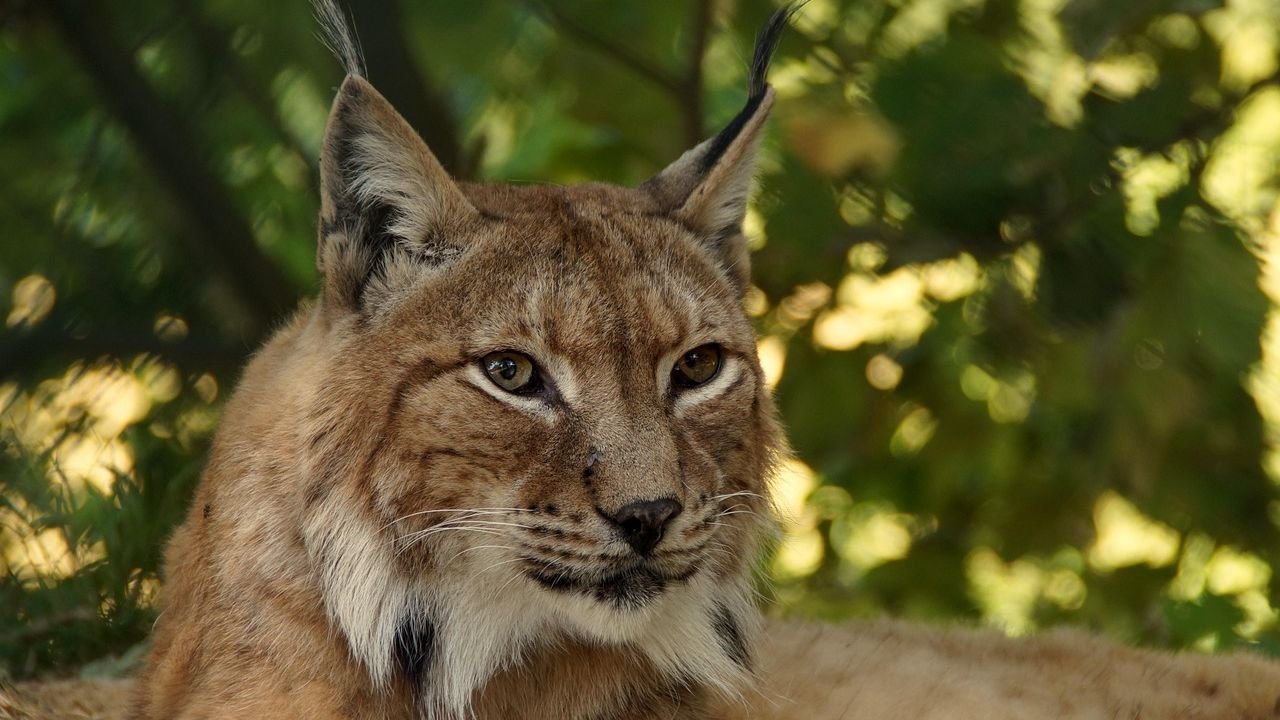 The Lynx's Whisper: A Deep Dive into the Secretive Lives of Wild Felines