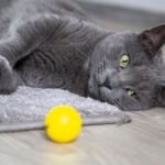 Your Cat's Favorite Toys Might Be All Wrong: Here's Why