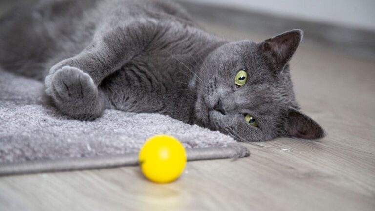 Your Cat's Favorite Toys Might Be All Wrong: Here's Why