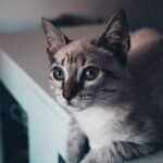 Do Cats Really See Ghosts? Unraveling Feline Mysteries