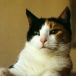 10 Surprising Things Your Cat Secretly Judges You For