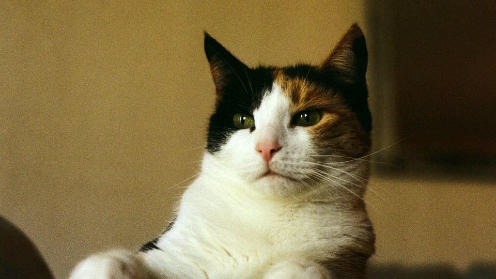 10 Surprising Things Your Cat Secretly Judges You For
