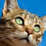 Cats Are Smarter Than You Think: Here's Proof
