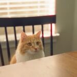Why Does My Cat Stare at Me While I Eat? The Curious Truth