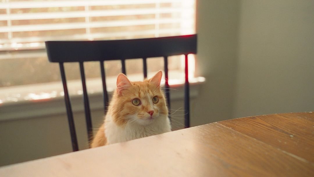 Why Does My Cat Stare at Me While I Eat? The Curious Truth