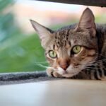 Cats Don't Just Sleep All Day: Their Secret Active Life Revealed