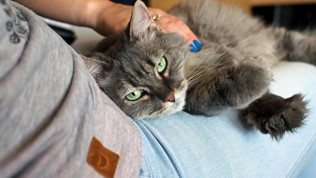 7 Clever Ways Cats Manipulate Their Owners (and Why We Love It)