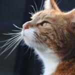 Is Your Cat Really Happy? Subtle Signs You're Missing