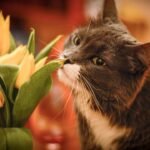 12 Common Items In Your Home That Are Dangerous For Cats
