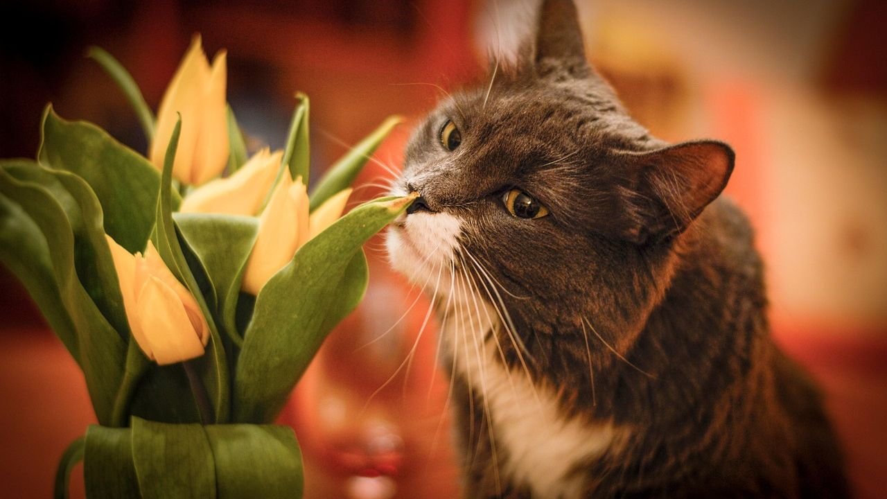12 Common Items In Your Home That Are Dangerous For Cats
