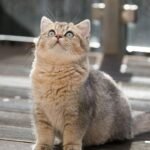 Cats Have Better Memory Than You Believe: Shocking New Research