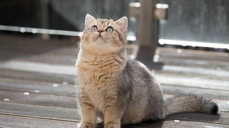 Cats Have Better Memory Than You Believe: Shocking New Research