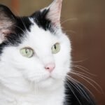 8 Myths About Older Cats That Need to Be Debunked Now