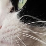 10 Facts You Didn't Know About Cat Whiskers