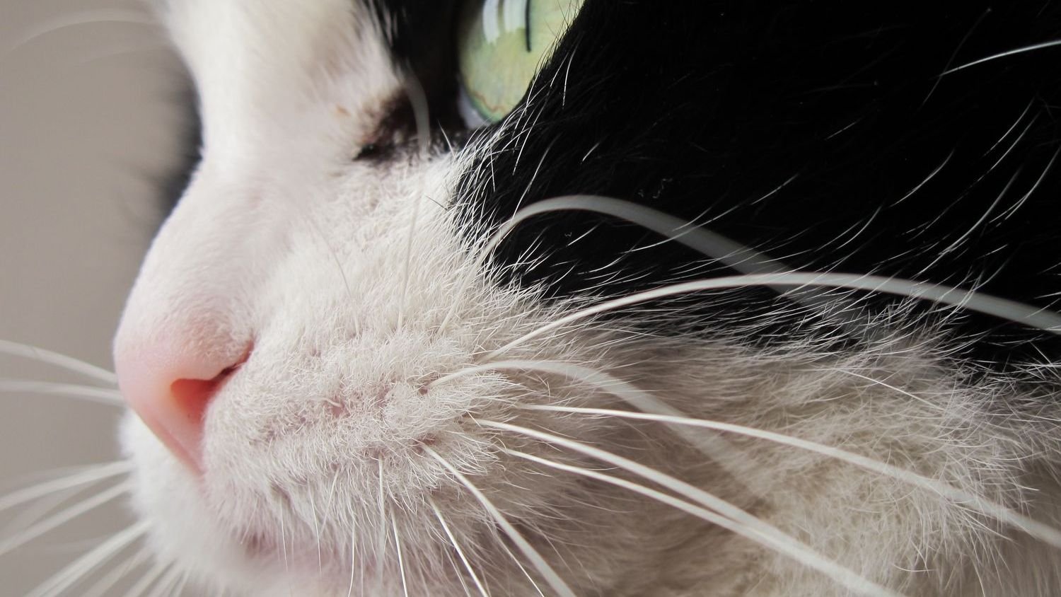 10 Facts You Didn't Know About Cat Whiskers