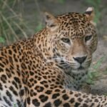 Major Victory for Wildlife: Belgium Prohibits Trophy Hunting Imports to Protect Endangered Species