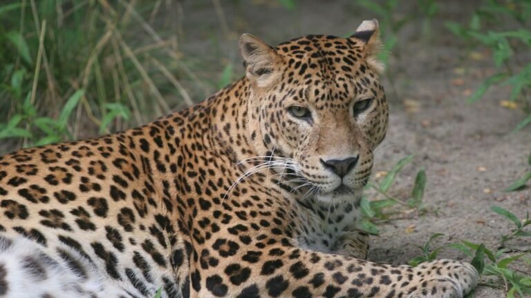 Major Victory for Wildlife: Belgium Prohibits Trophy Hunting Imports to Protect Endangered Species