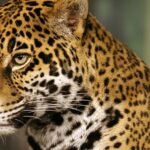 Costa Rica Reinforces Its Permanent Ban on Sport Hunting in Landmark Conservation Move
