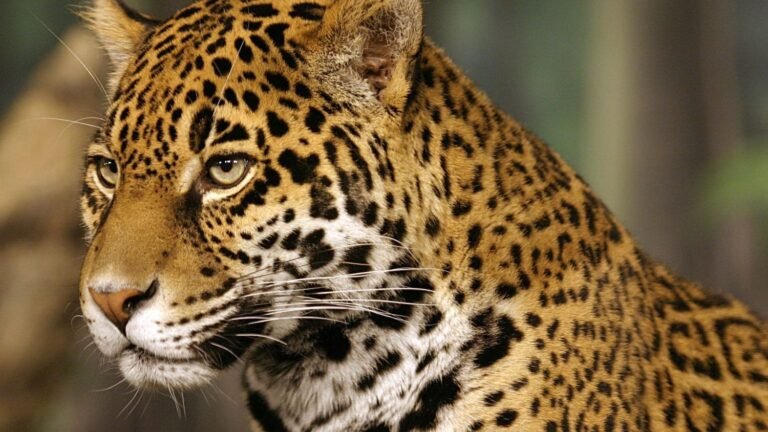Costa Rica Reinforces Its Permanent Ban on Sport Hunting in Landmark Conservation Move